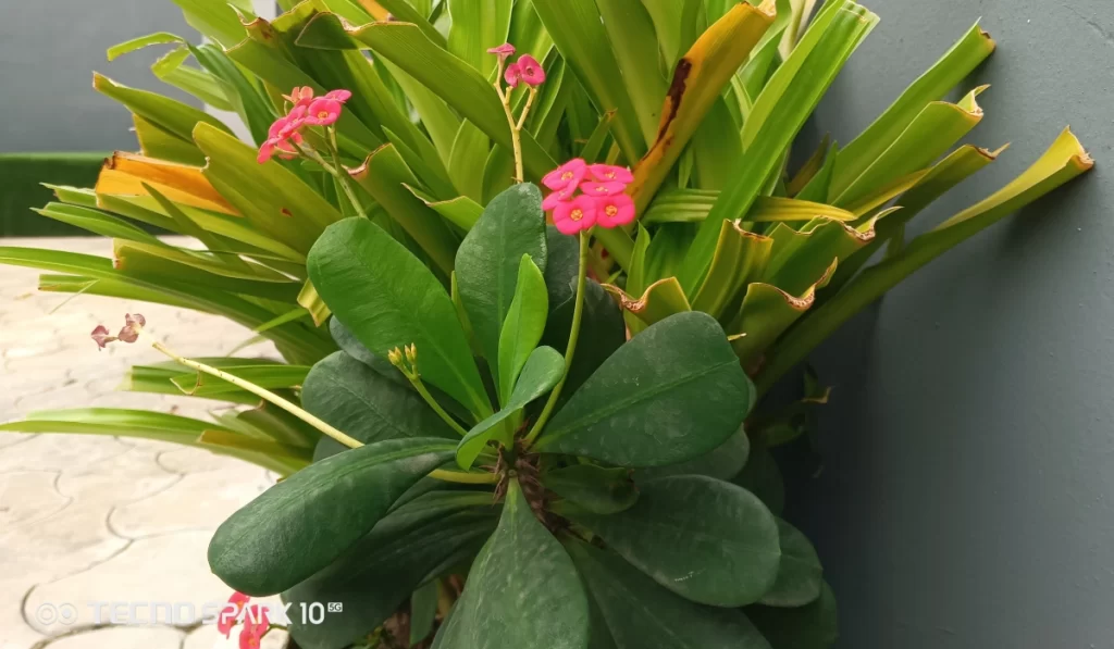 TECNO Spark 10 5G camera review sample - outdoor plants. 